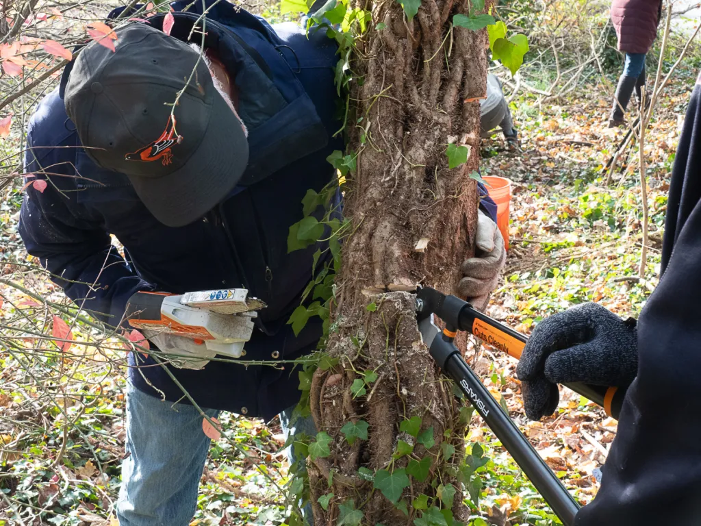 volunteers cutting ivy from tree