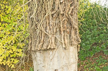 dead ivy on tree