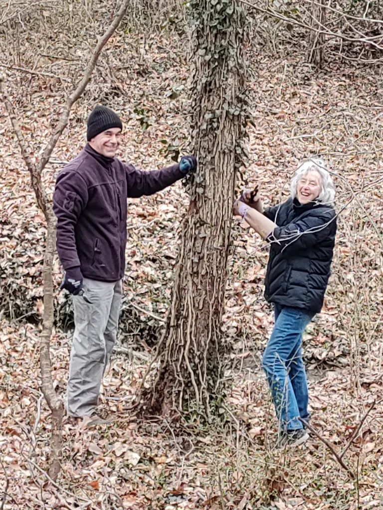 volunteers cutting ivy from tree