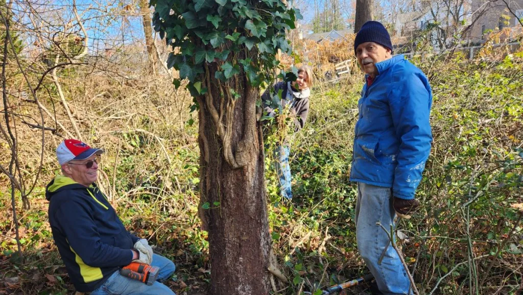 volunteers removing ivy