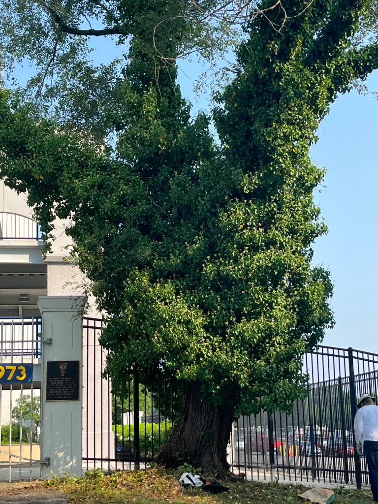 tree covered in ivy