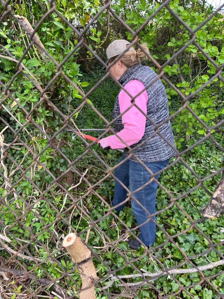 volunteer removing vines