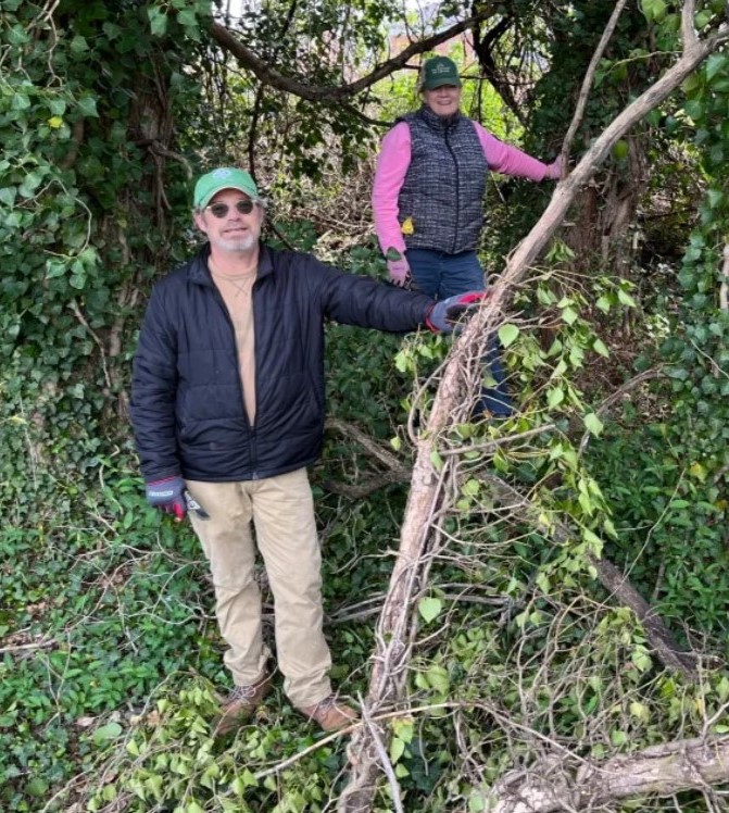 volunteers removing vines