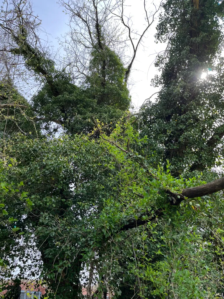 tree covered in ivy