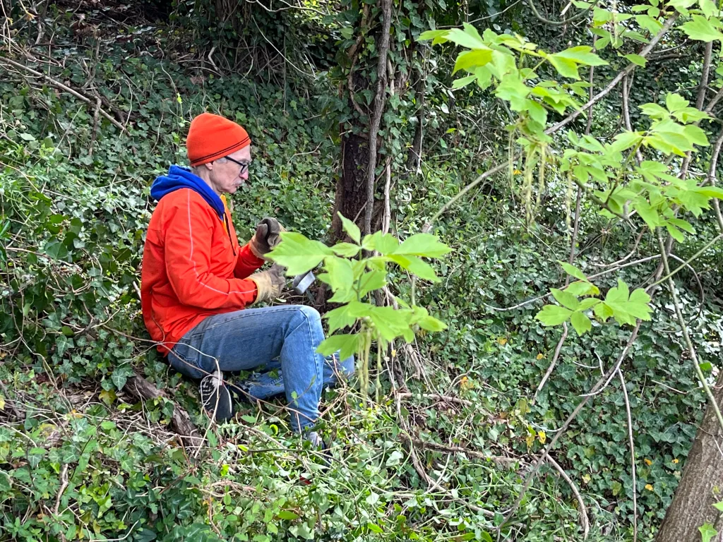 volunteer removing vines