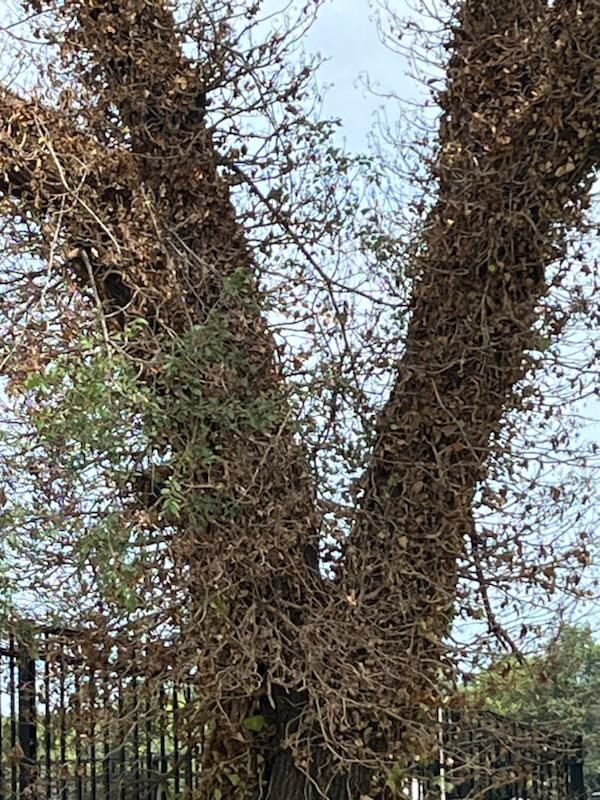 tree covered in dead ivy