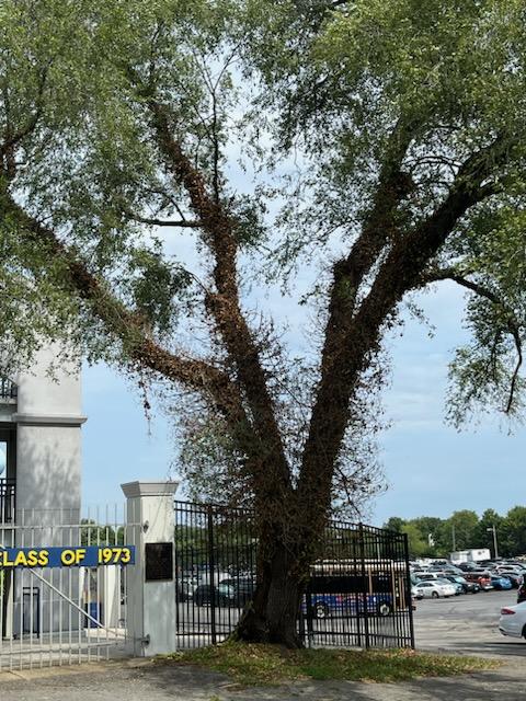 tree covered in dying ivy