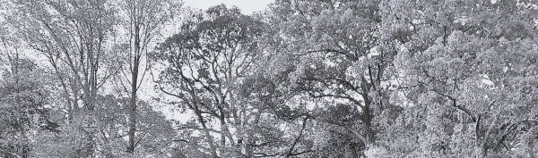 tree canopy