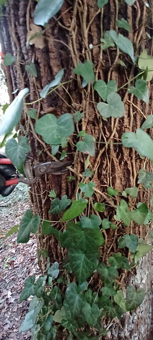 cutting ivy