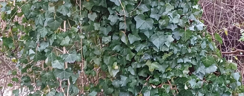 ivy on tree