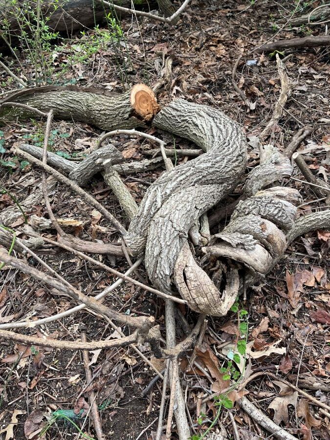 large vine