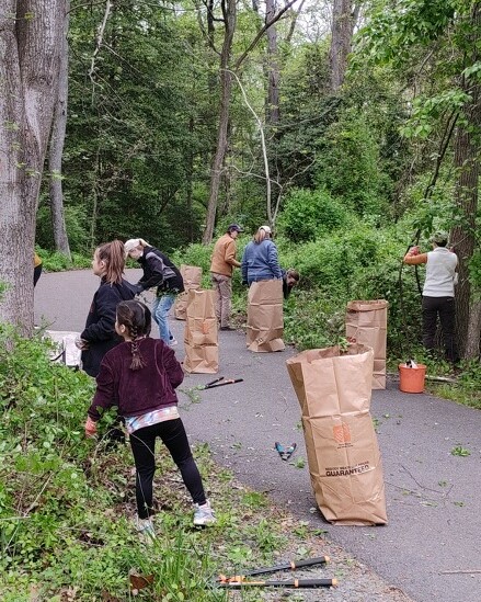 Volunteers clearing ivy with bags of vines cleared from trees