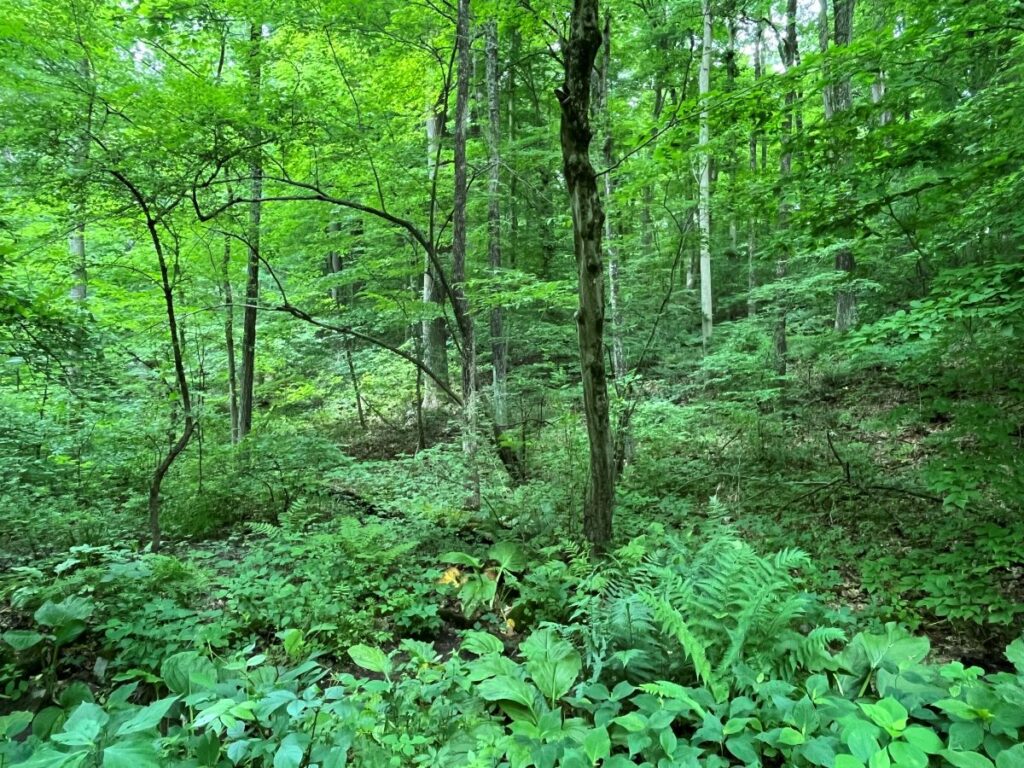 trees and understory plants