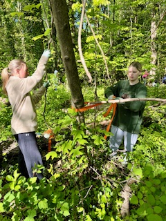 volunteers removing ivy