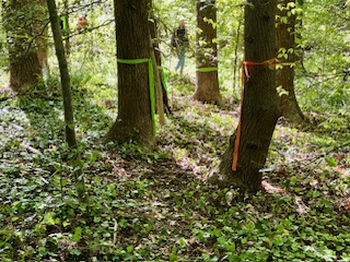 trees with ribbons