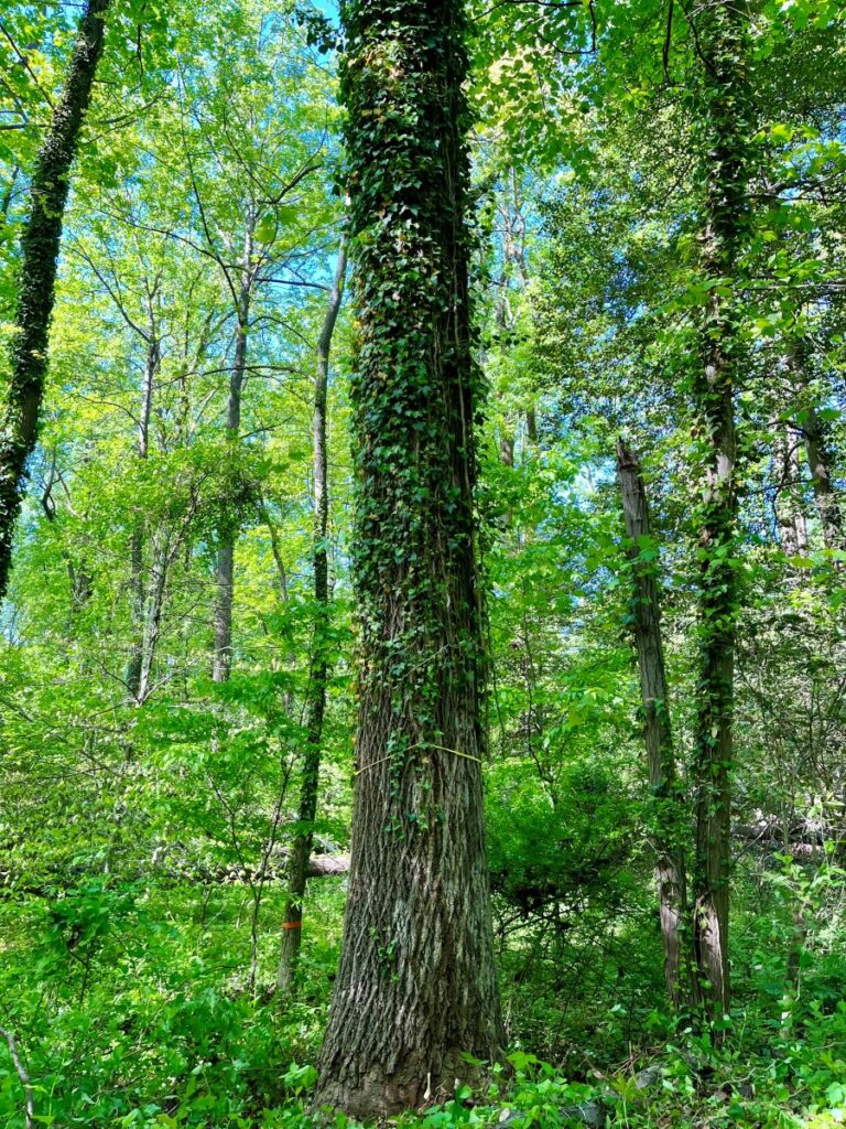 trees with ivy