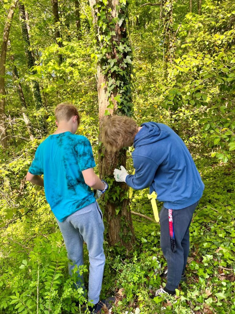 volunteers removing ivy