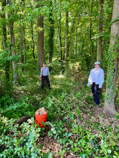 volunteers, ivy, trees