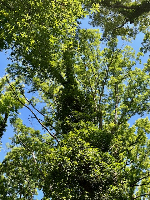 treetop with ivy