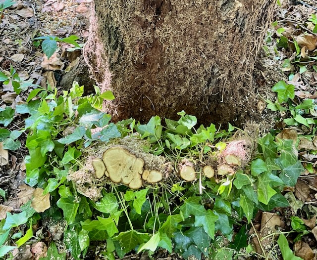 tree with cut ivy