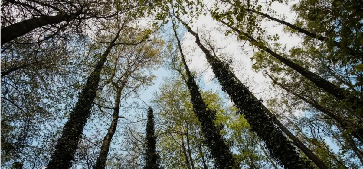 trees covered in ivy